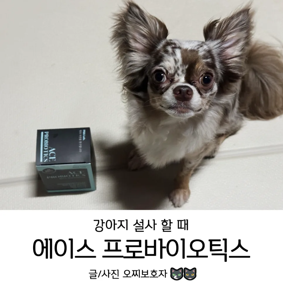 강아지 설사 멈추는 법: 에이스 프로바이오틱스 7일 후기 2026
