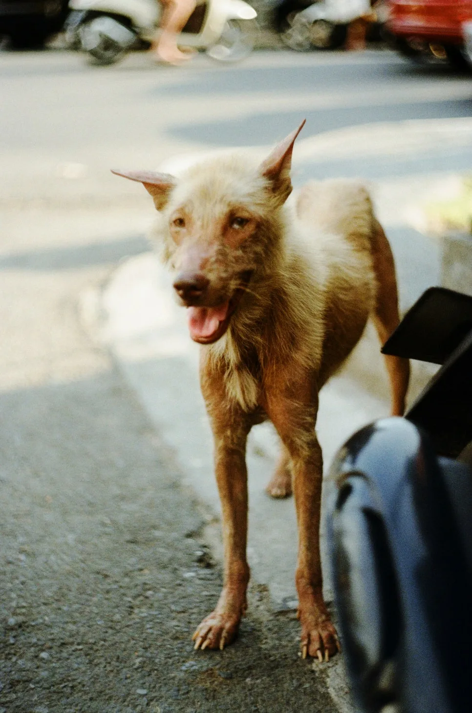 Dog Tick Prevention & Removal Guide 2026: Expert Tips