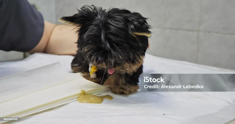 강아지 노란토 원인 3가지와 대처법 (2026년 최신)