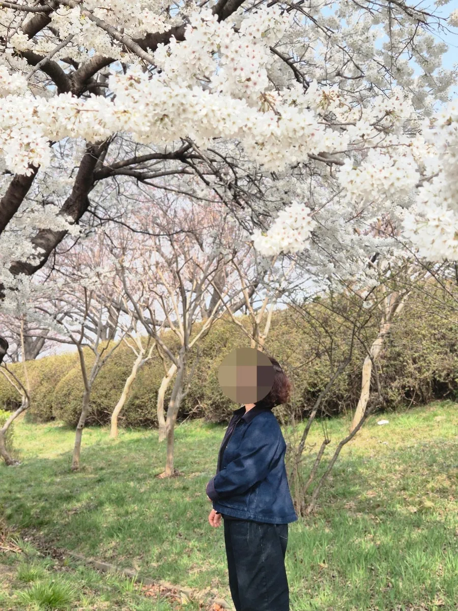 Busan Cherry Blossoms 2026: Mando Eco Park Bloom Forecast