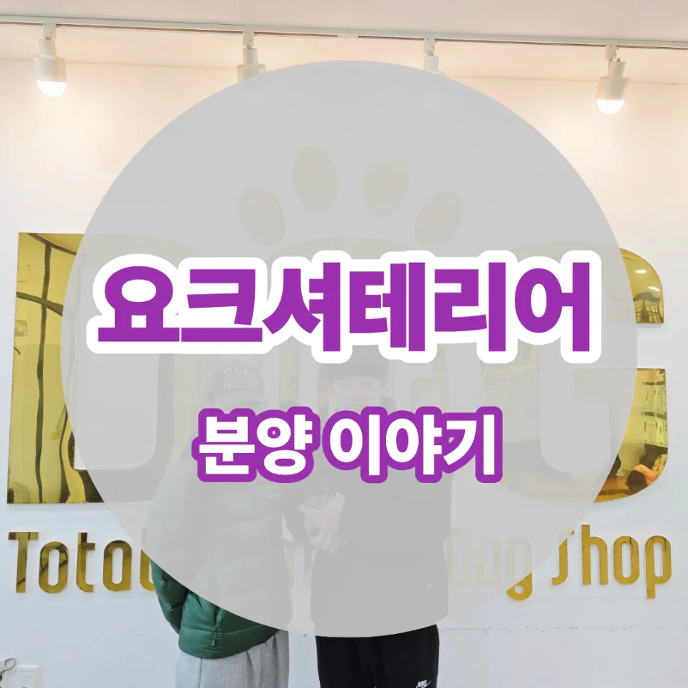 희귀견 요크셔테리어 입양 후기 2026: 까미와의 특별한 만남