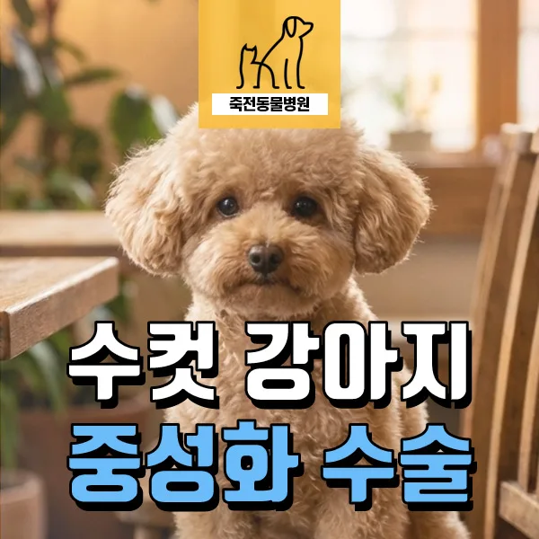 수컷 강아지 중성화, 최적 시기와 놀라운 장점 2026년 총정리