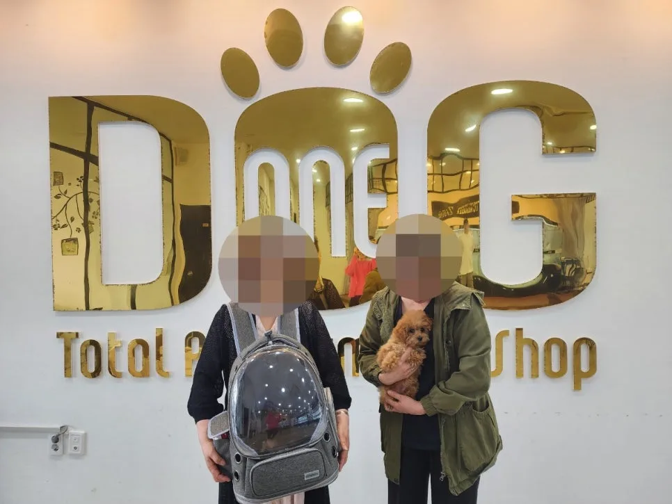 세종시 강아지 분양 후기: 토이푸들 둘째 입양 성공 사례 2026 2
