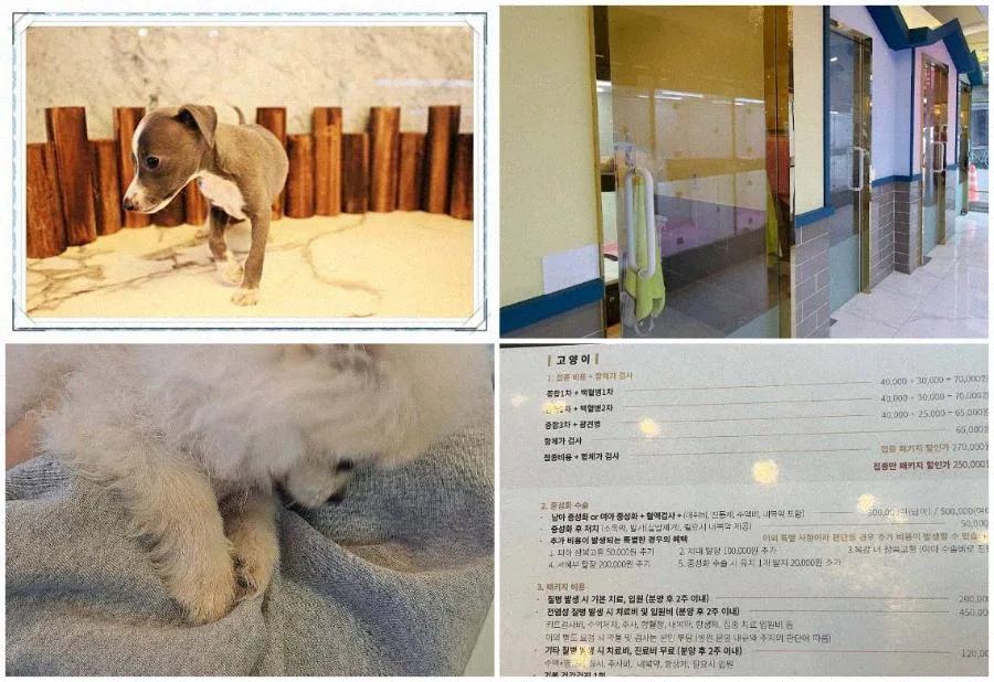 서울 강아지 분양 2026: 행복한 반려 생활 시작 가이드