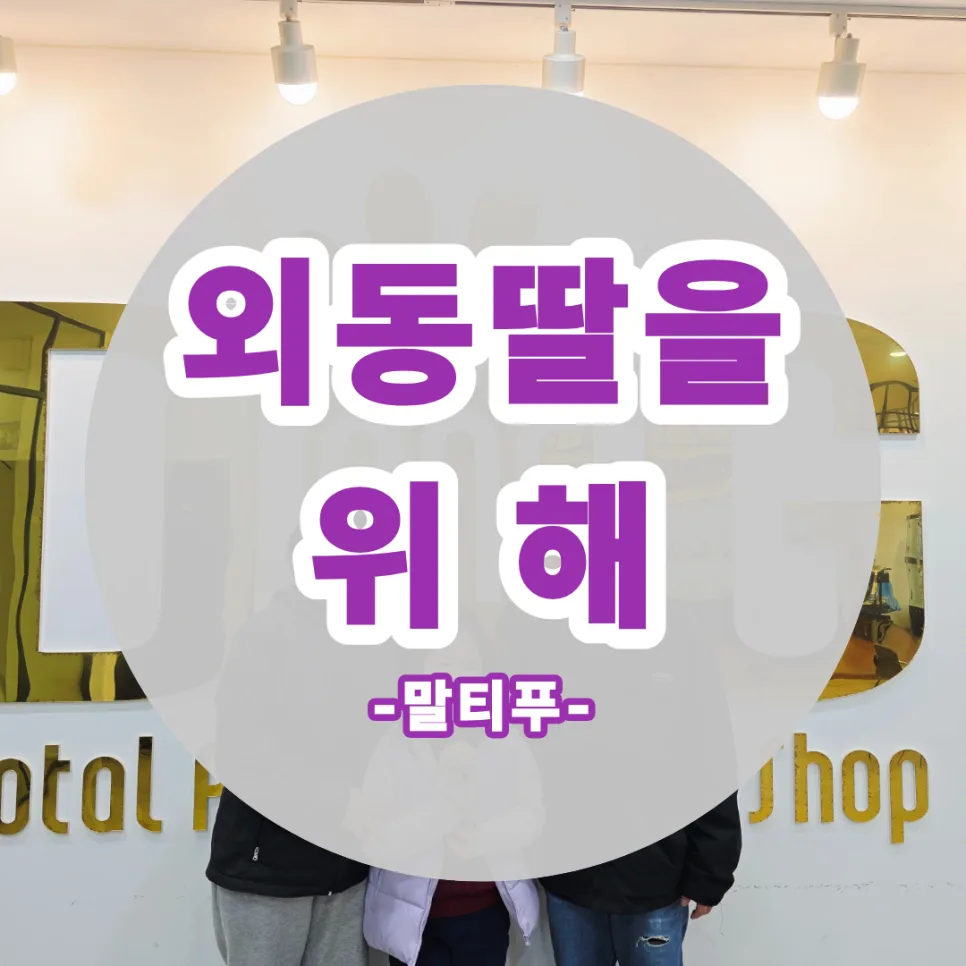세종 말티푸 분양 2026: 코코의 새 가족 찾기 여정