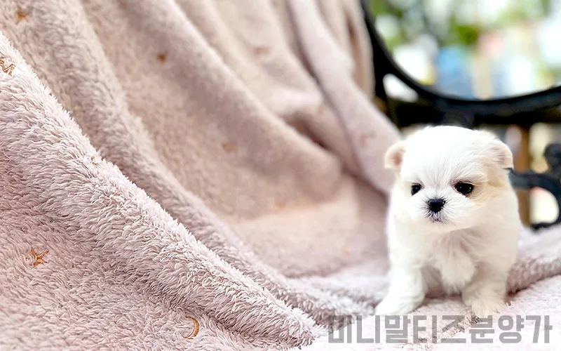미니말티즈 분양가 2026년, 건강한 아이 선택 가이드 3