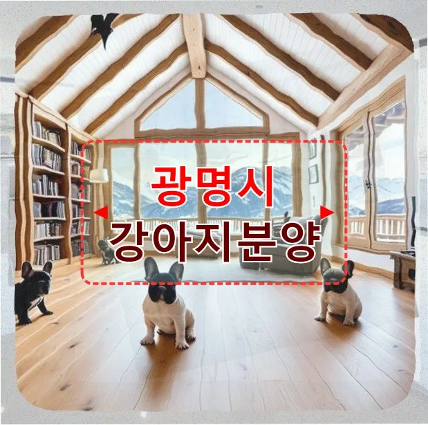 광명시 강아지 분양 후회와 현실: 3살 시츄 콩이 경험담 2026