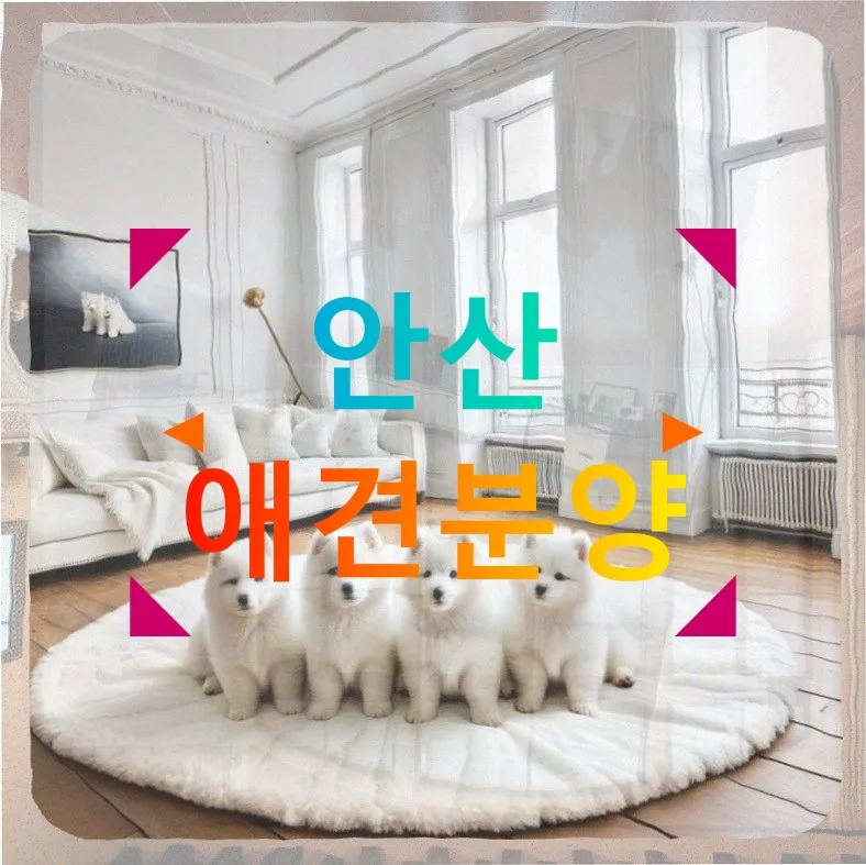 안산 시츄 분양 2026: 두 번째 반려견 입양 준비 완벽 가이드