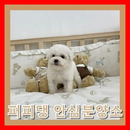 태안 말티푸 분양, 반려견 입양 전 꼭 알아야 할 3가지 2026