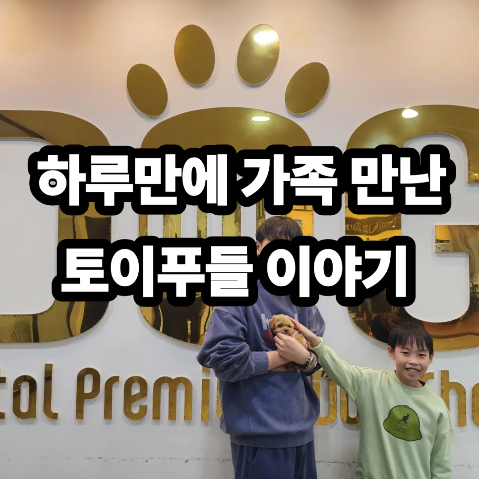 세종시 강아지 분양, 11년차 경험자가 전하는 운명적인 만남 2026