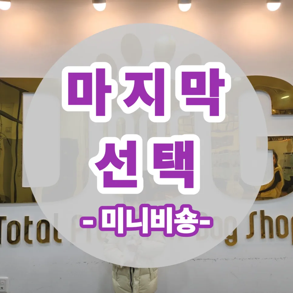미니비숑 분양, 2026년 최적의 선택은? 경험자 후기 총정리