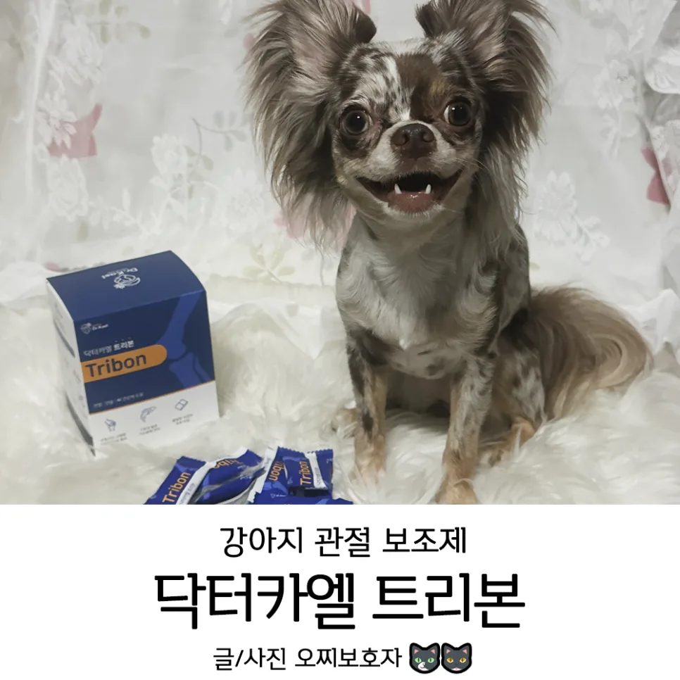 강아지 관절 보조제 닥터카엘 트리본, 급여 경험자 솔직 후기 2026
