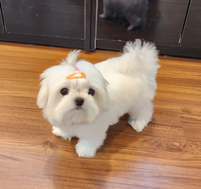 Finding a Healthy Maltese Puppy in 2026: Avoid Puppy Swaps