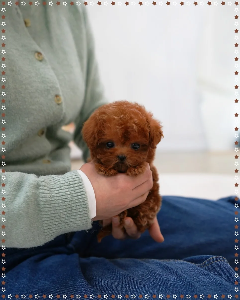 말티푸 분양 2026: 강아지 키우기 전 필수 정보 총정리