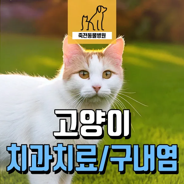 고양이 구내염 원인과 증상, 발치 치료 후기 2026