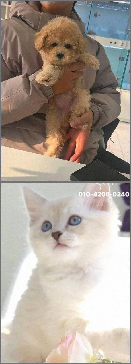 수원 강아지 분양, 건강·비용·관리 2026년 총정리 2
