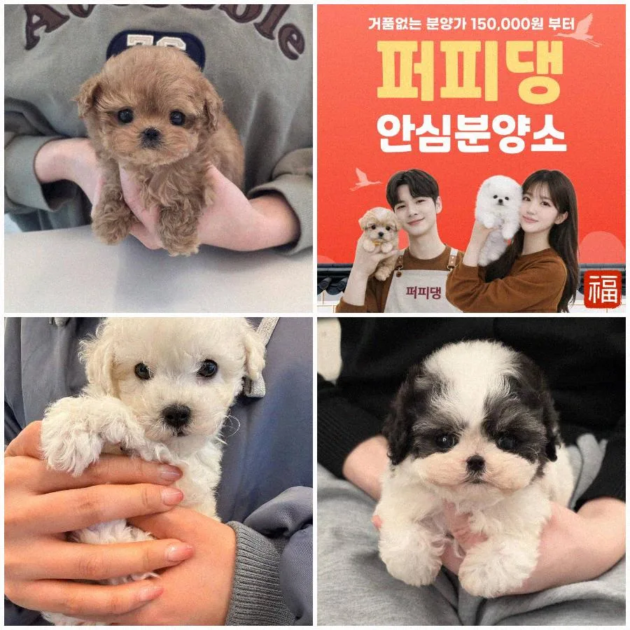 강아지 모색별 특징과 건강검진 주기 2026년 완벽 가이드 2