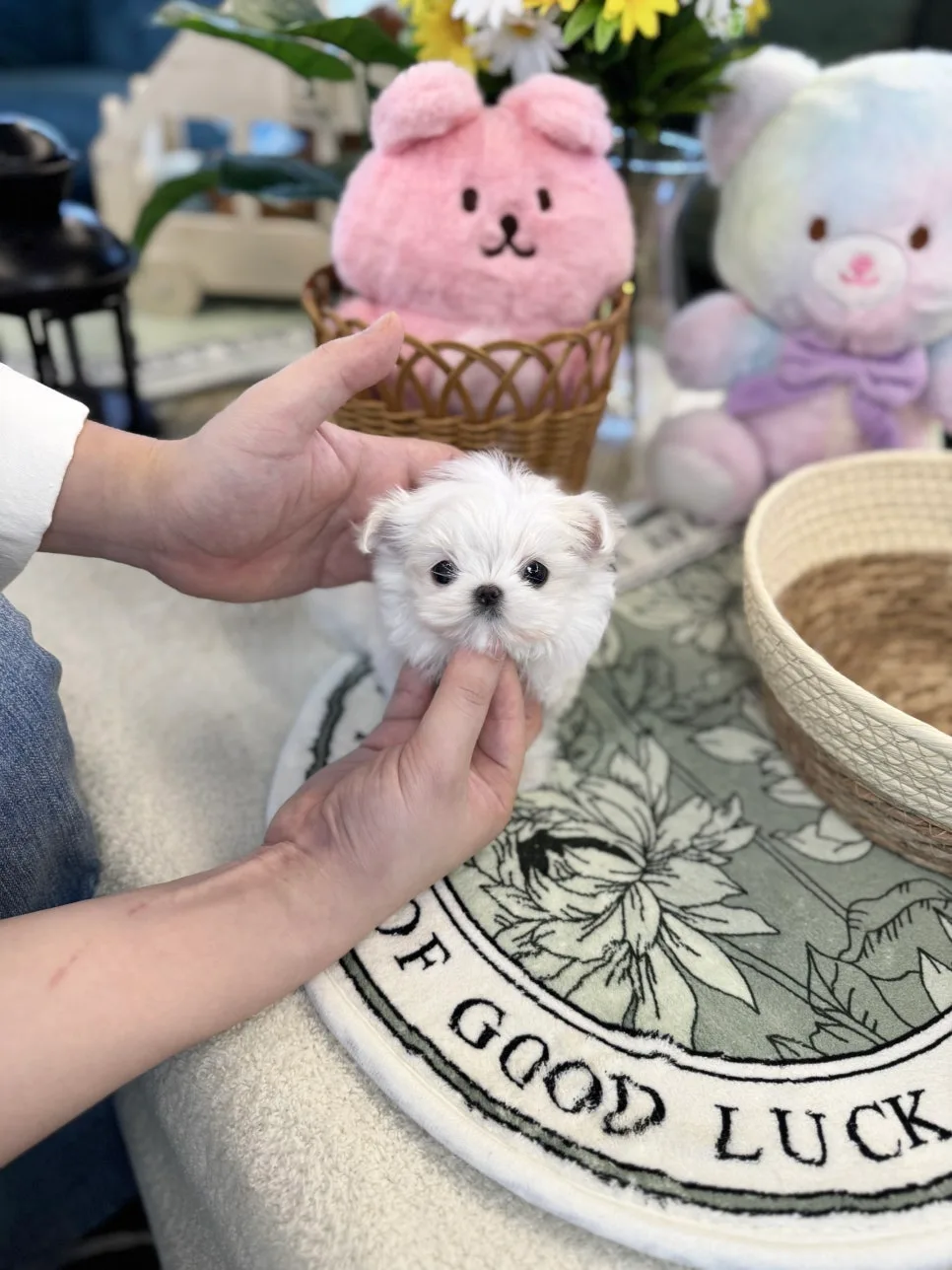광주 강아지 분양, 미니비숑 입양 후기 2026 3