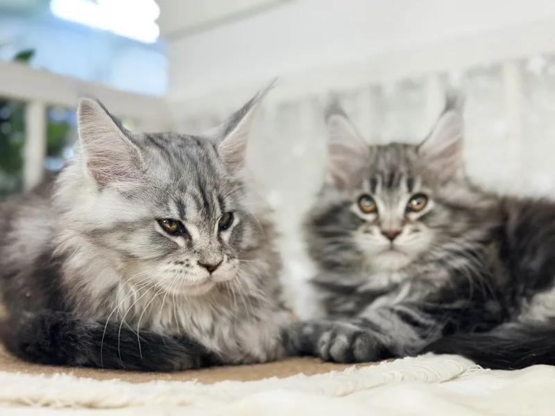 Ragdoll Cat Adoption Guide 2026: Healthy Kittens in Seongsan-gu
