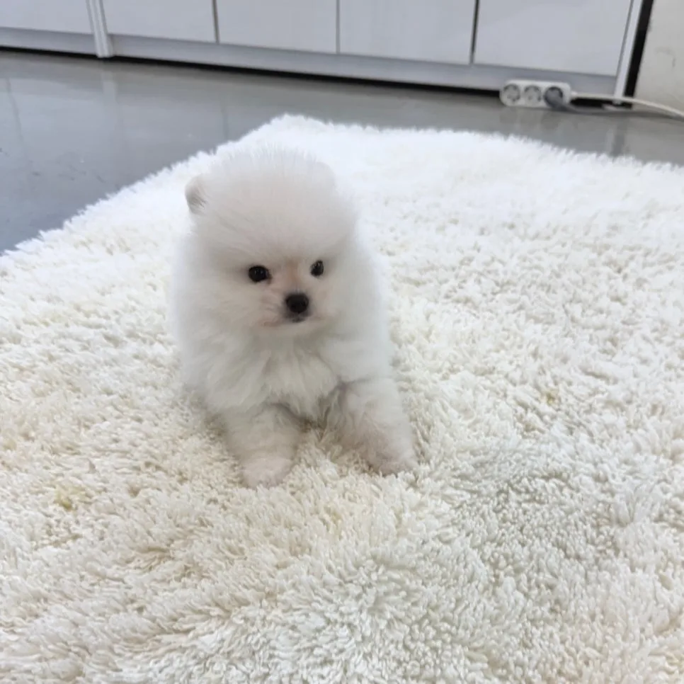 이천 포메라니안 분양 2026: 건강 관리 및 행동 교정 가이드 2