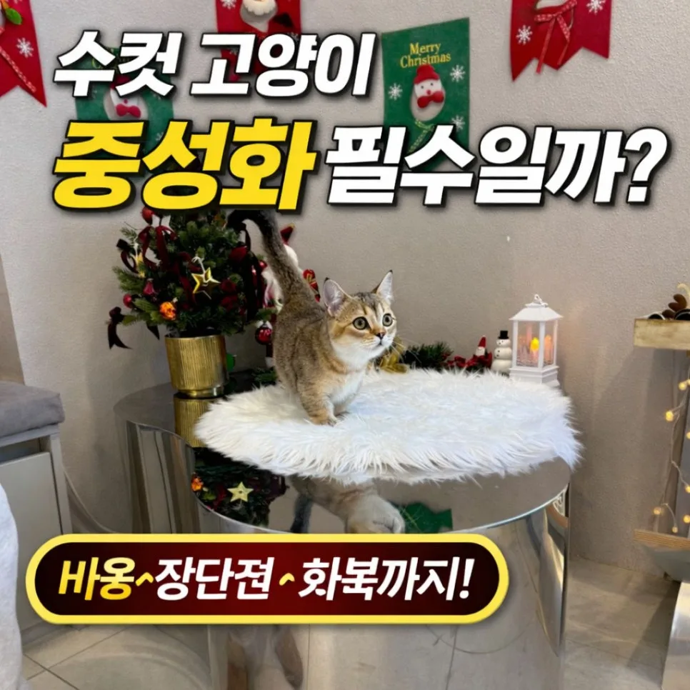 남자 고양이 중성화 비용, 회복 기간 및 주의사항 2026년 총정리