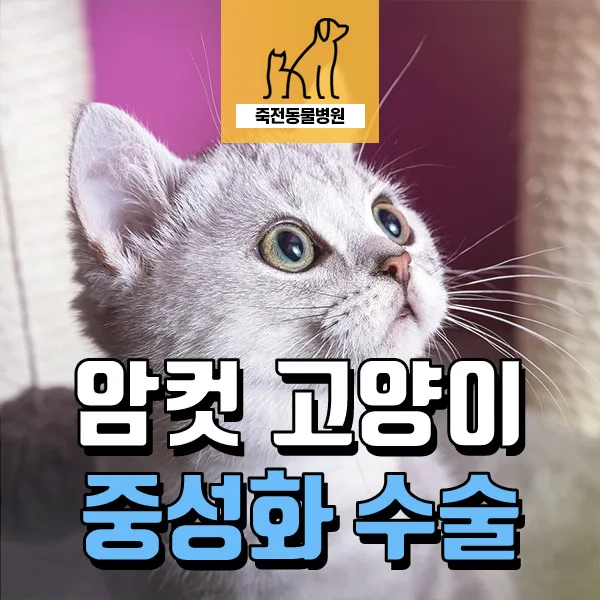 암컷 고양이 중성화 시기 및 회복 방법 2026년 총정리