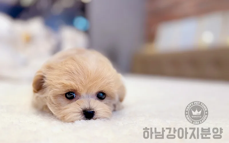 강아지 분양 후 삶의 변화: 행복 찾은 경험담 2026 3