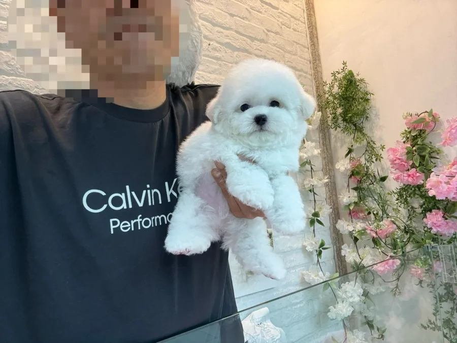 미니비숑 분양 2026: 건강한 왕자님 입양 조건 총정리