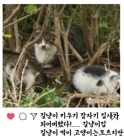 길냥이 돌봄, 캣닢 하우스 2026년 선택 가이드