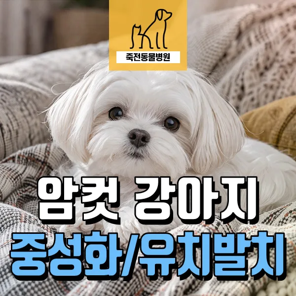 말티즈 중성화 및 유치 발치 2026: 강아지 이갈이 시기 완벽 가이드