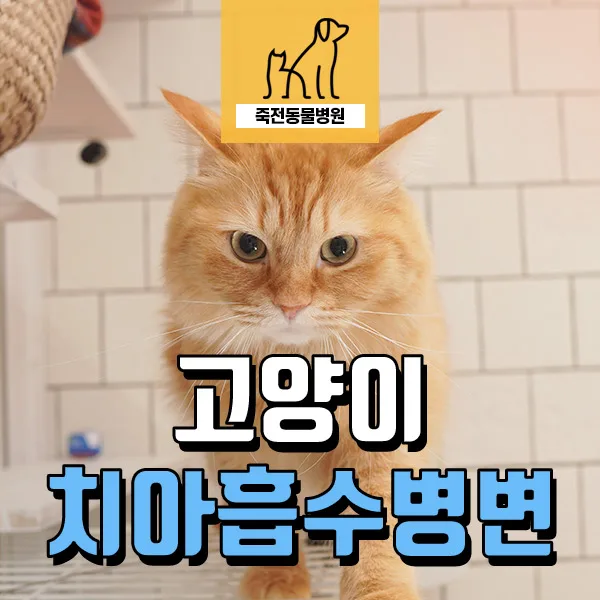 고양이 치아흡수병변 증상과 치료법 2026년 최신 정보