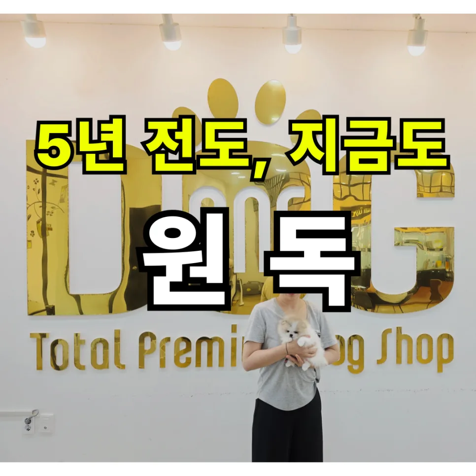 파티 포메라니안 분양 2026: 11년 신뢰 원독 후기 2