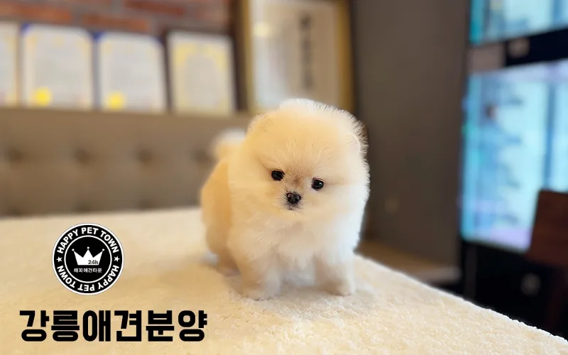 강릉 애견 분양, 믿을 수 있는 곳 찾는 법 2026 2