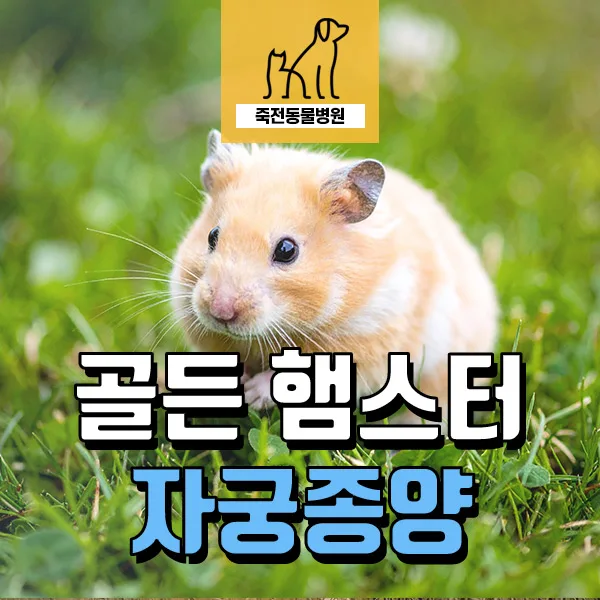 골든 햄스터 외음부 출혈 원인 3가지와 자궁종양 수술 후기 2026