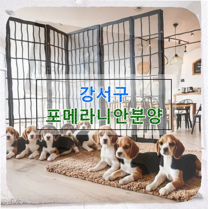 강서구 포메라니안 분양: 여름 준비 & 반려 생활 꿀팁 2026