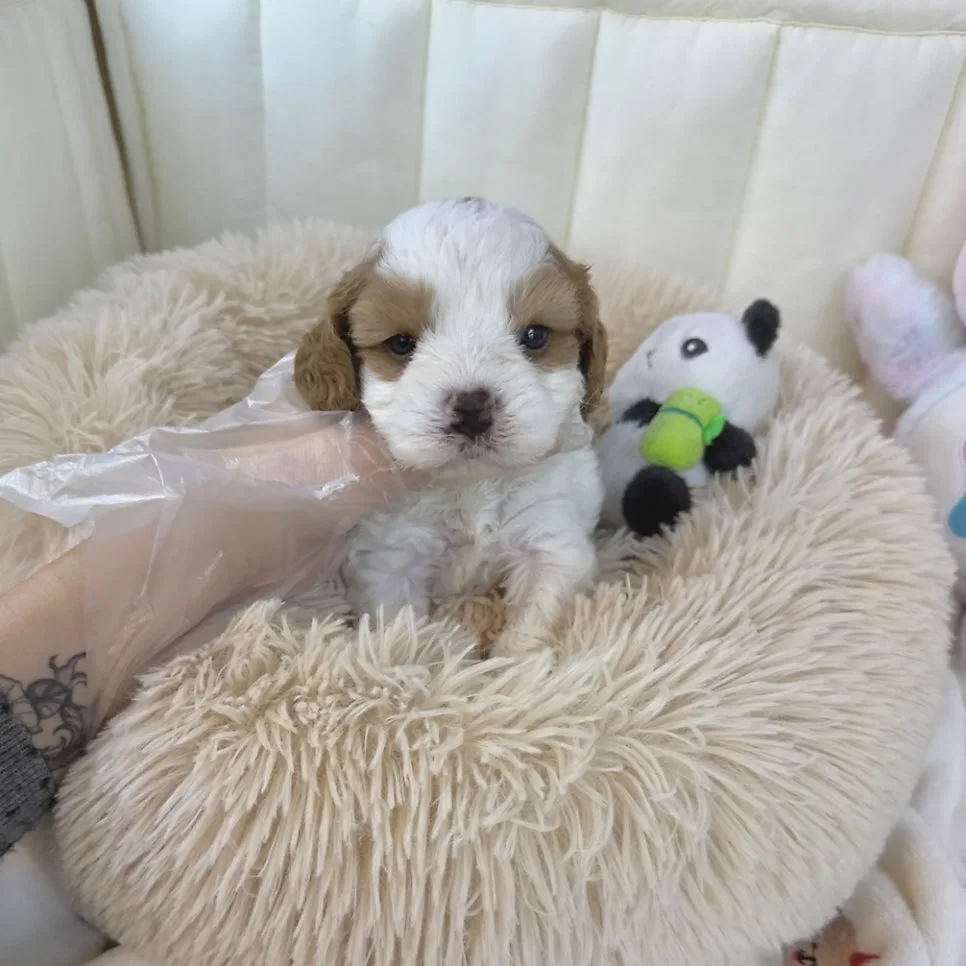 Cavapoo Guide 2026: King Charles Poodle Mix Traits & Care 2