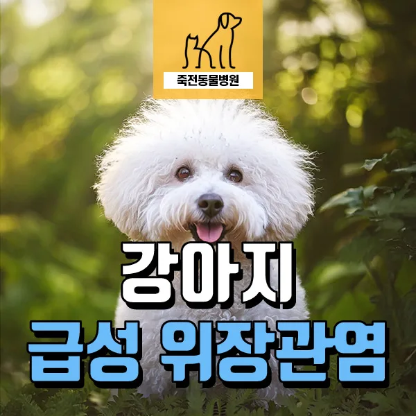 강아지 구토 설사, 수제 사료 급성 위장관염 2026년 진단 및 치료법