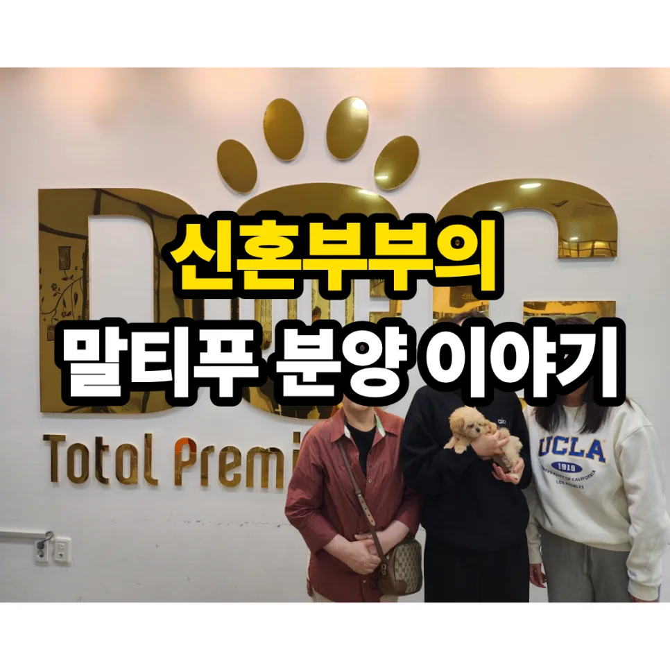 세종시 말티푸 분양, 11년 신뢰 원독 경험 후기 2026 2