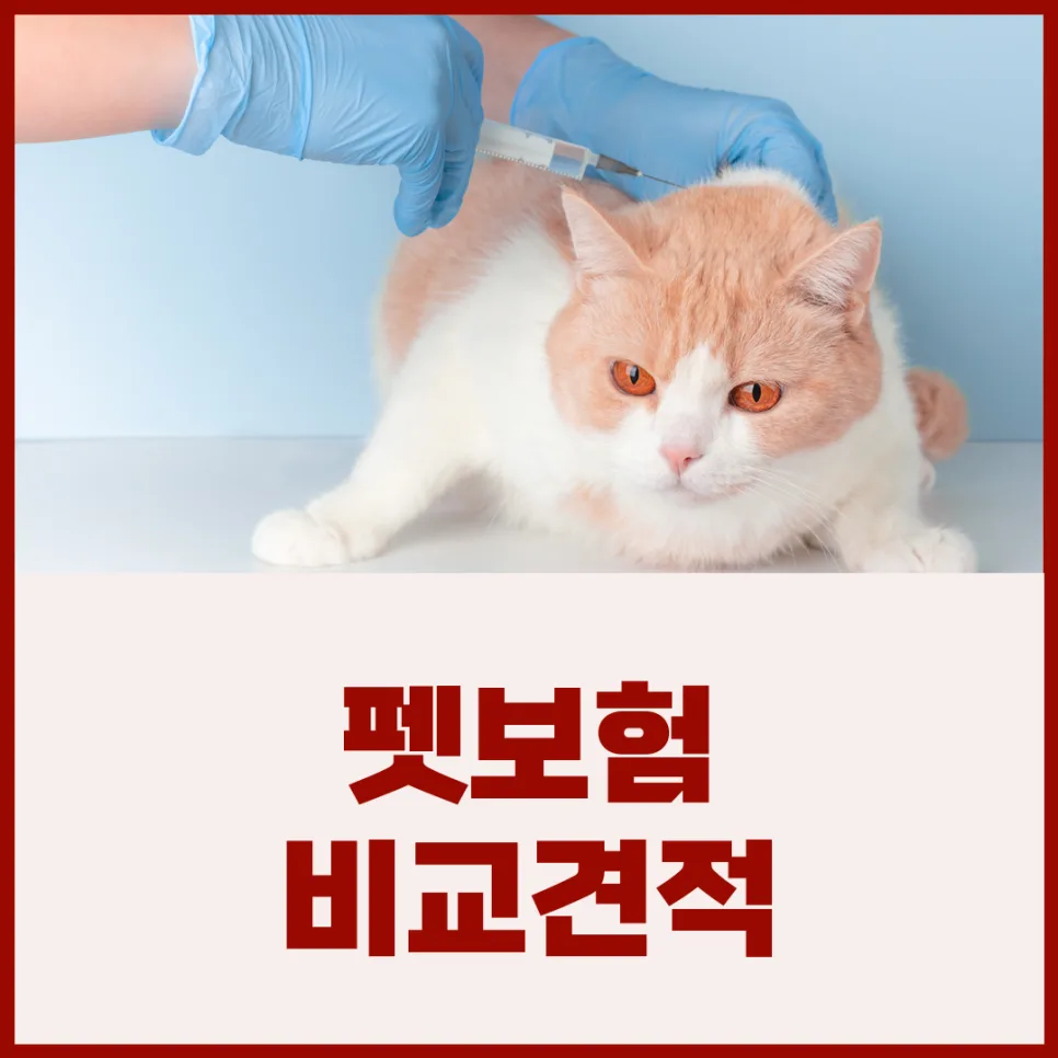 2026년 펫보험 완벽 가이드: 강아지·고양이 보험료 비교 및 필수 확인사항