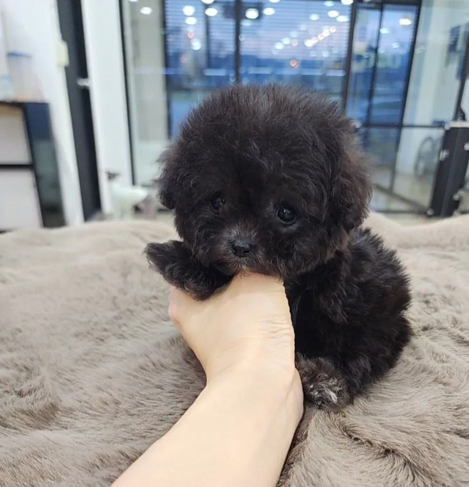 실버 푸들 분양 2026: 검정색에서 은색으로 변하는 신기한 변화