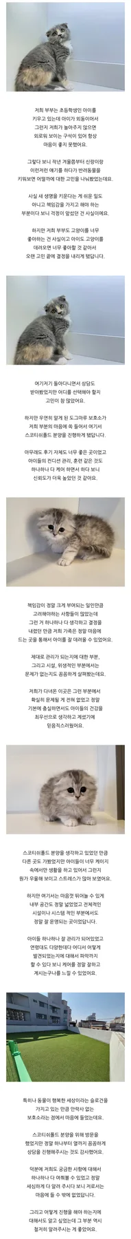 스코티시폴드 수명 2026년 최신 정보: 건강 관리법 총정리 3