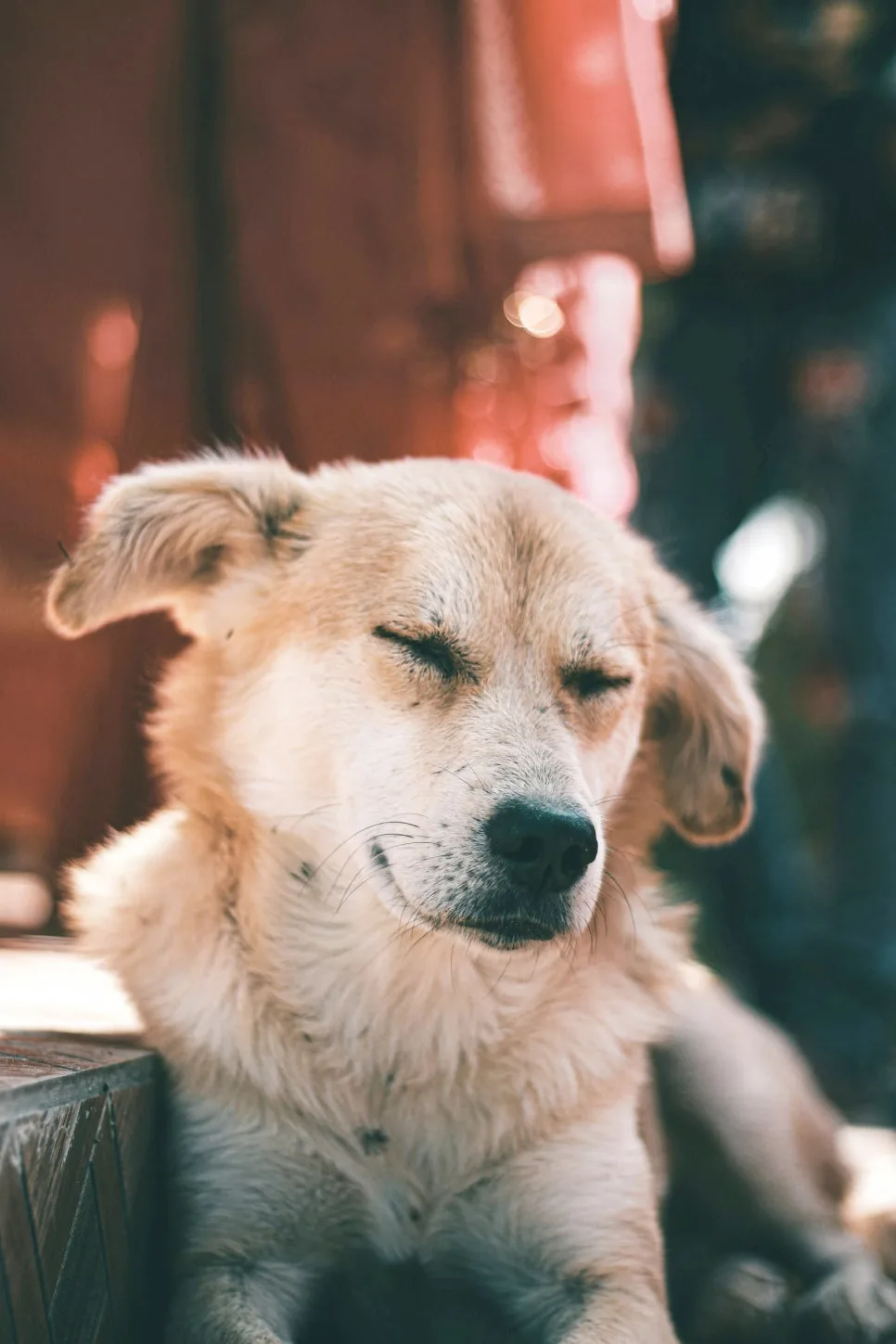 Dog Noise Sensitivity 2026: Expert Training & Coping Tips