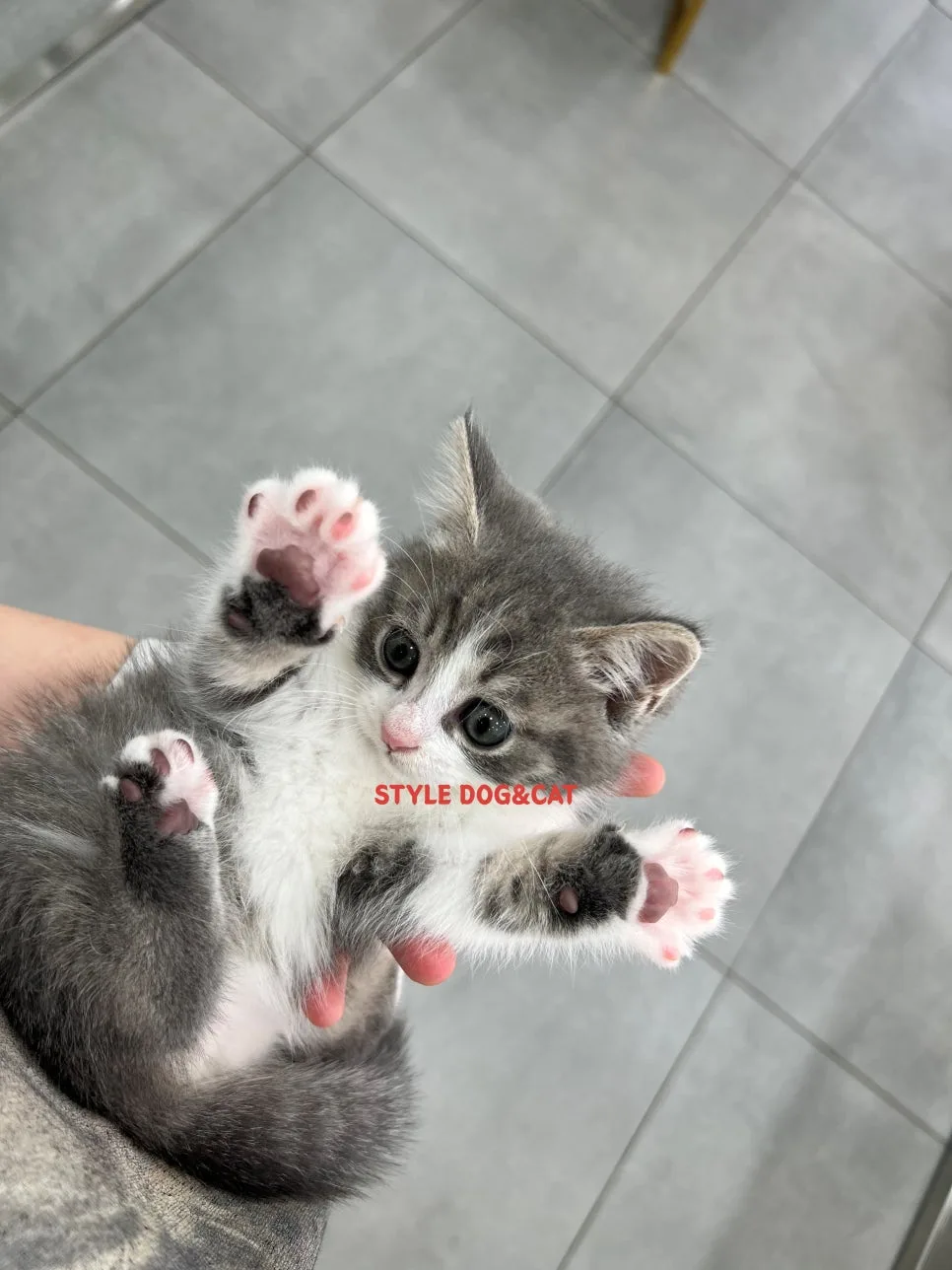양천구 고양이 분양 2026: 러시안 고스트블루 입양 후기 및 조건