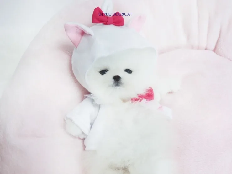 목동 포메라니안 분양 2026: 건강한 반려견 찾는 법 완벽 가이드 3