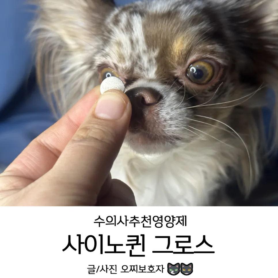 반려견 관절 영양제 사이노퀸 그로스 2026년 급여 후기