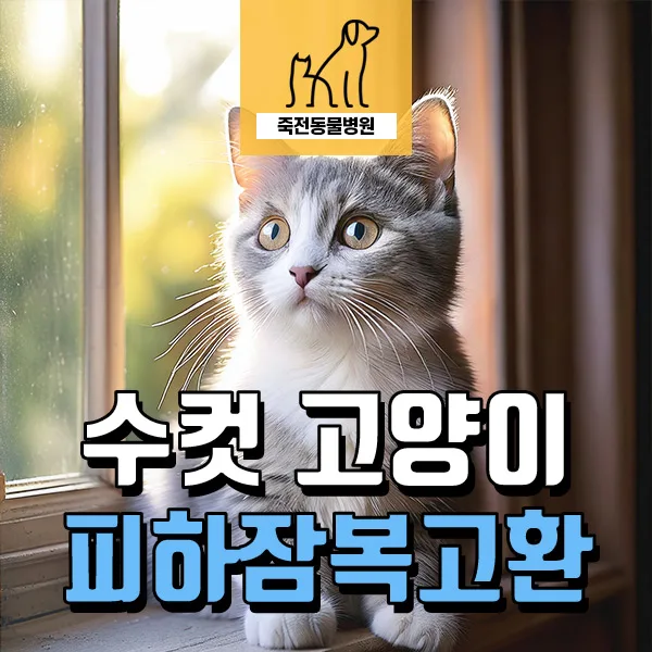 고양이 잠복고환 중성화, 2026년 수술 시기 및 주의점 총정리