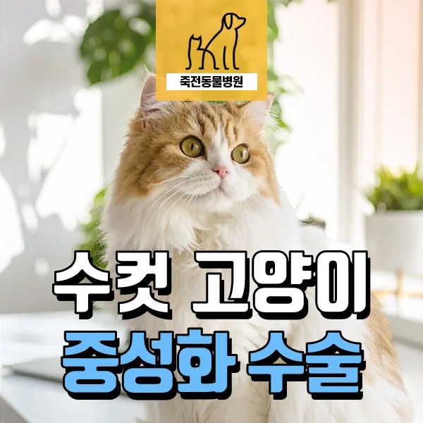 수컷 고양이 중성화 시기, 장점, 주의점 2026년 총정리