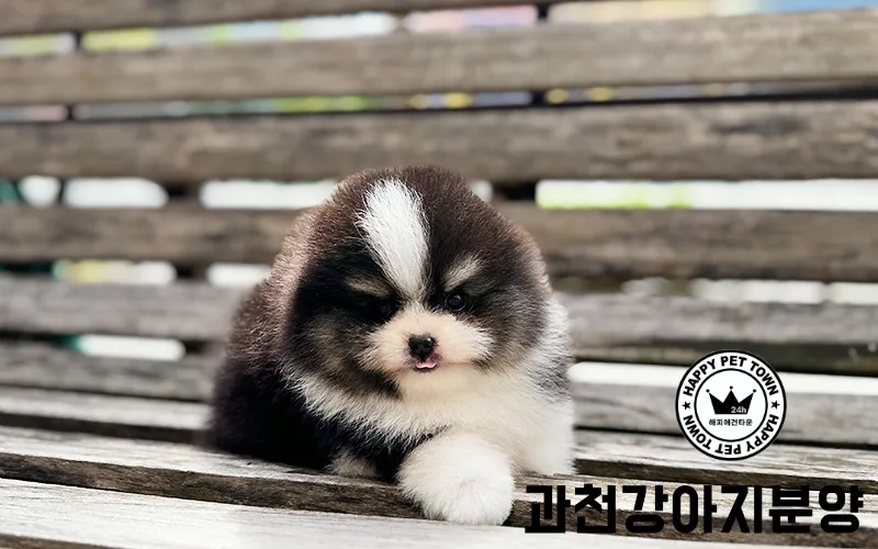 과천 강아지 분양, 예삐와의 행복한 동행 시작 2026 2