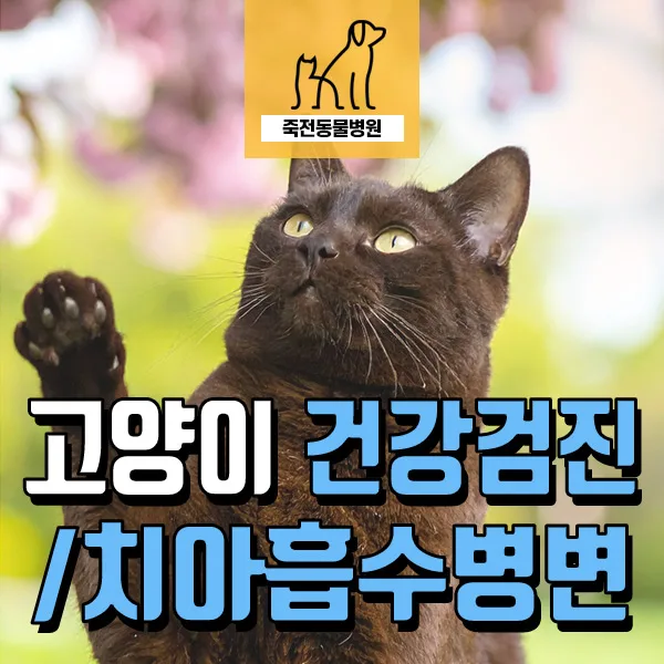 9살 고양이 치아흡수병변 치료 및 건강검진 2026년 총정리