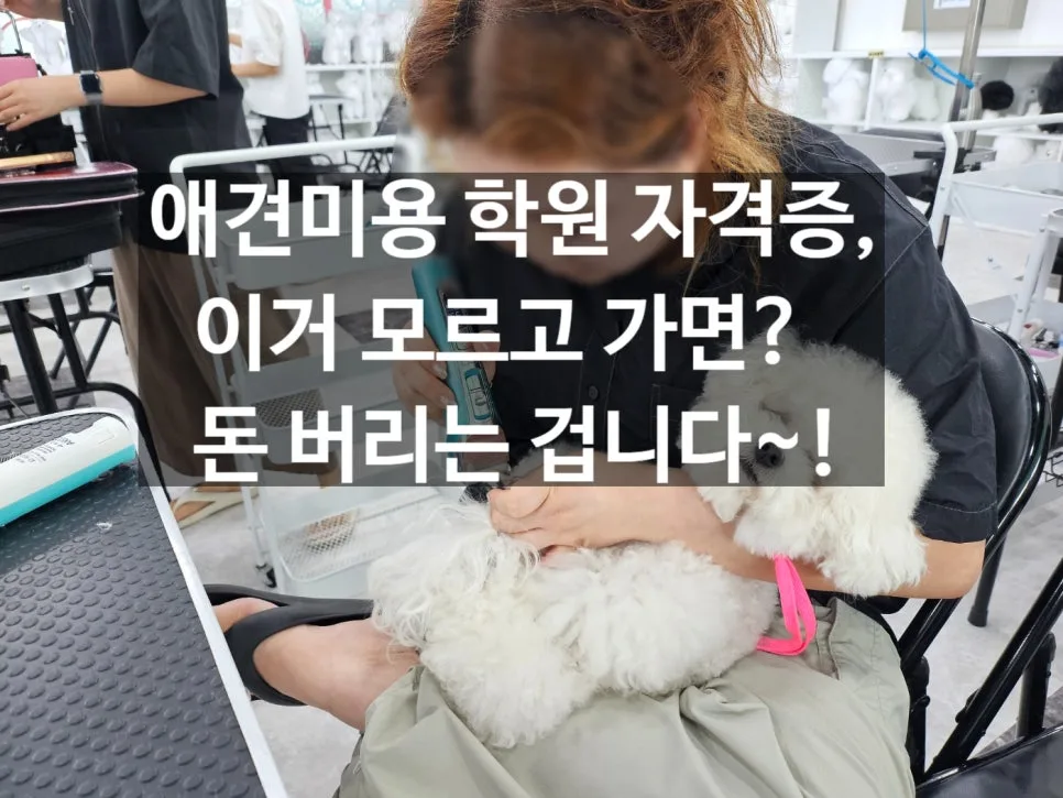 애견미용 자격증, 가정견 실습 없으면 돈만 버리는 이유 2026